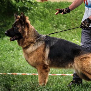 adiestramiento_veterinaria_torrelodones