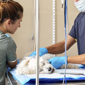 cirugía_veterinaria_torrelodones