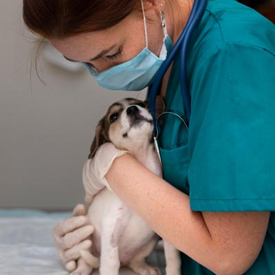 cuidados_veterinaria_torrelodones