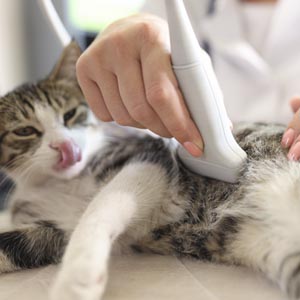 ecografía_veterinaria_torrelodones