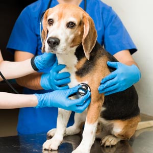 igualas_veterinaria_torrelodones