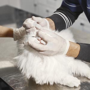 radiografia_veterinaria_torrelodones