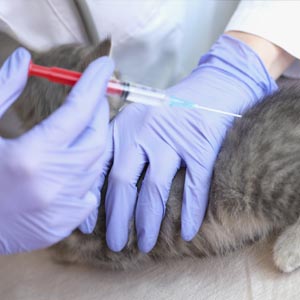 vacunación_veterinaria_torrelodones