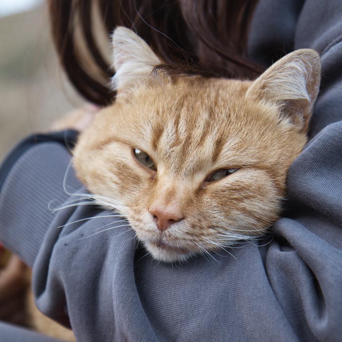 veterinario gatos torrelodones