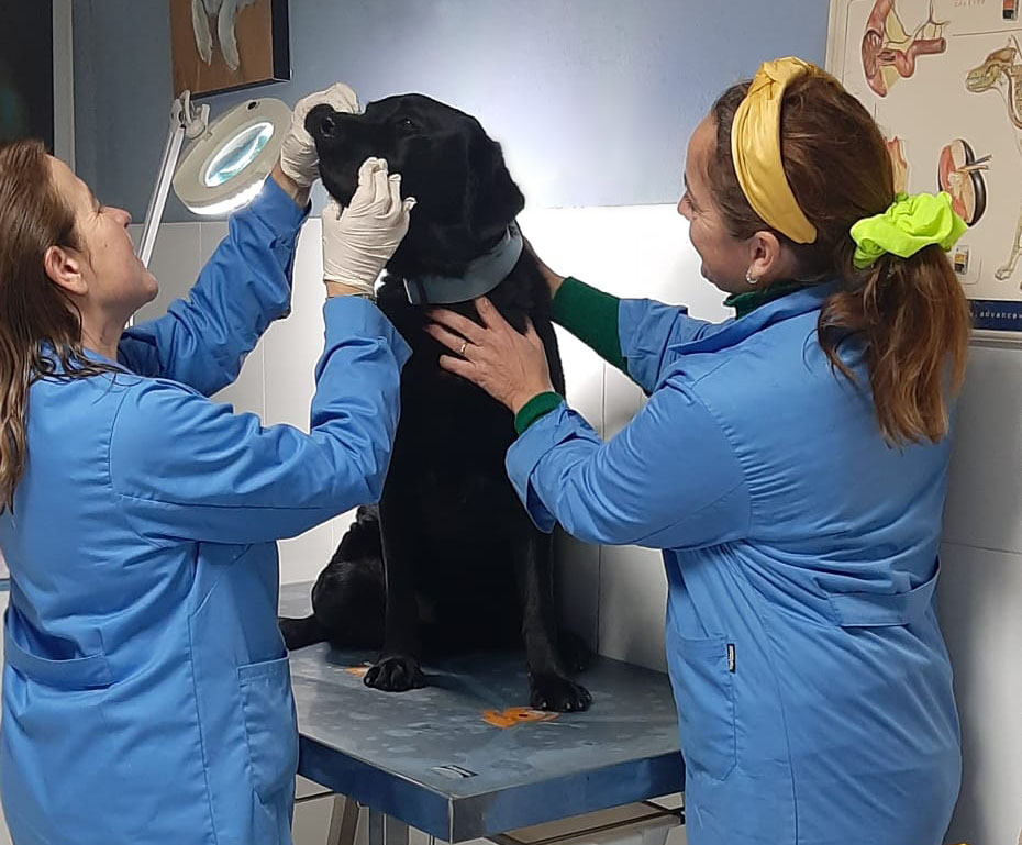 atención veterinaria torrelodones